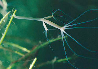 CREEPY CRAWLER Scientists baffled as jellyfish-like tentacled sea creature Brown Hydra can live FOREVER & spreads contagious cancer, http://commons.wikimedia.org/wiki/File:%D0%93%D0%B8%D0%B4%D1%80%D0%B01.jpg