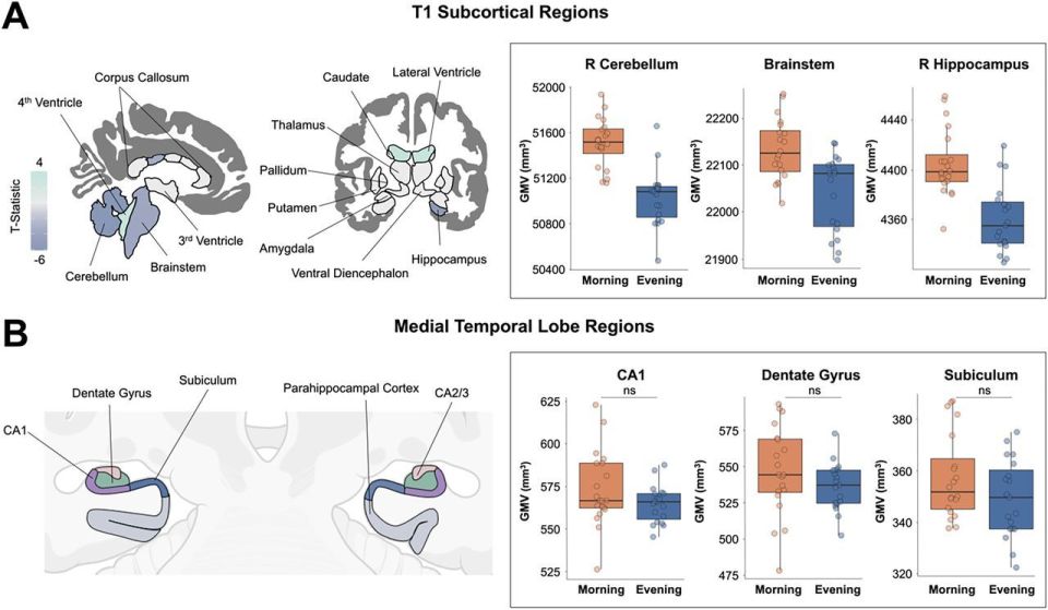 a t1 subcortical regions and b medial temporal lobe regions