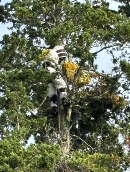 Shocking picture of HUGE nest of deadly Asian hornets as big as mans torso found in sleepy UK town days after swarm killed woman, Link: http://www.dailyecho.co.uk/news/24609928.asian-hornet-nest-removed-near-southampton-common-amid-warning/, Credit: Alan Baxter