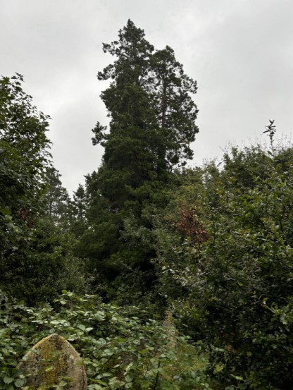 Shocking picture of HUGE nest of deadly Asian hornets as big as mans torso found in sleepy UK town days after swarm killed woman, Link: http://www.dailyecho.co.uk/news/24609928.asian-hornet-nest-removed-near-southampton-common-amid-warning/, Credit: Alan Baxter
