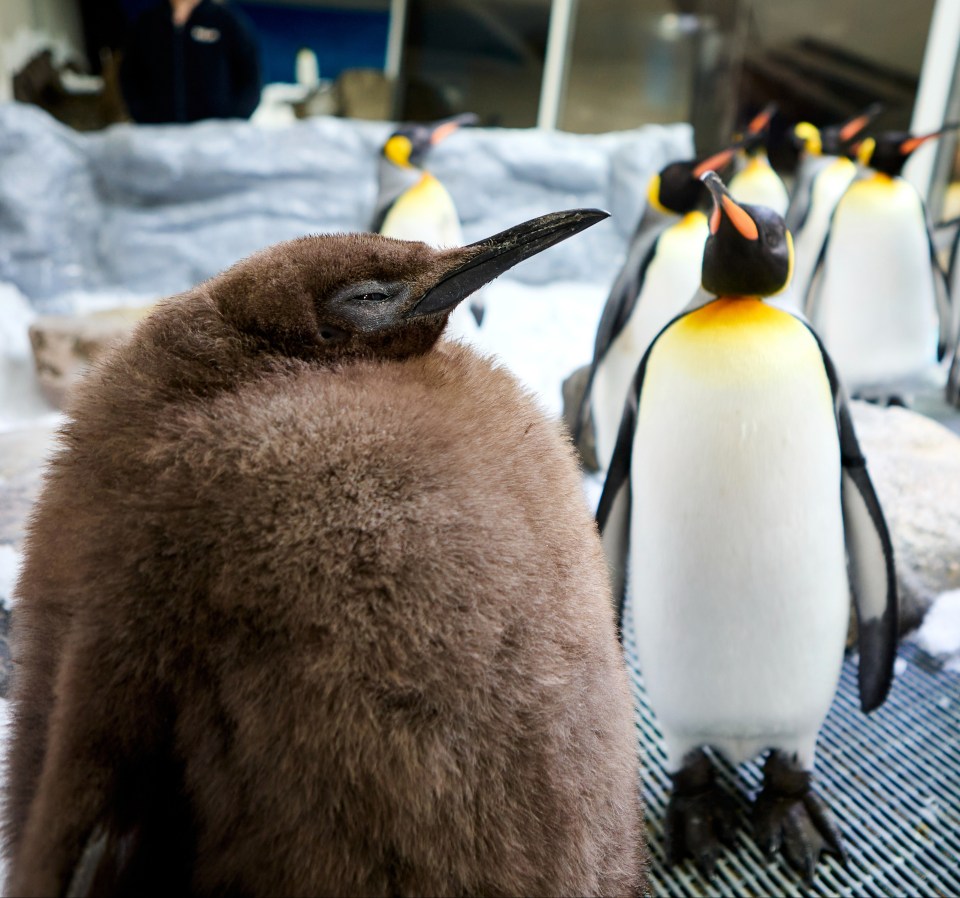 a group of penguins are standing in the snow