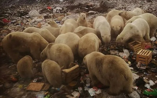 a herd of polar bears standing in a pile of trash
