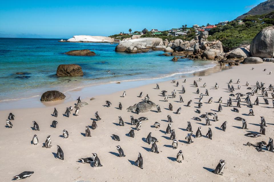 a large flock of penguins standing on a beach