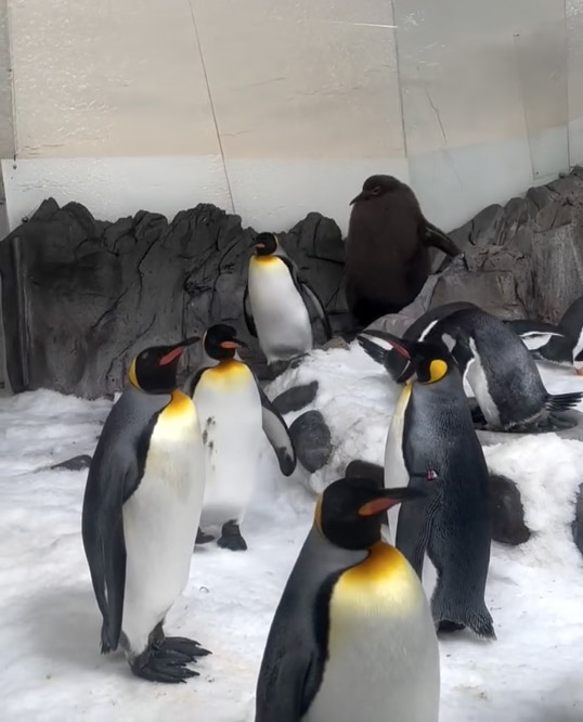 a group of penguins are standing in the snow