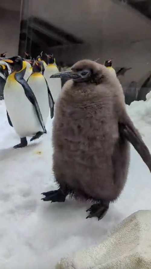 a baby penguin is standing in the snow next to a group of penguins .