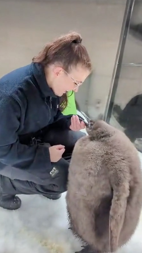 a woman is feeding a baby penguin in a cage .