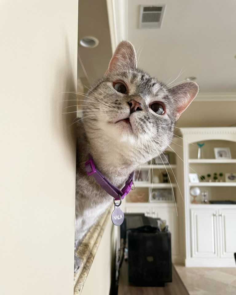 a cat wearing a purple collar has a name tag that says mala