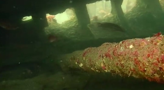 a fish is swimming under a bridge in the ocean .