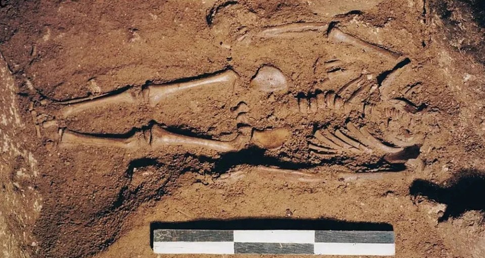 a skeleton is laying in the dirt next to a ruler