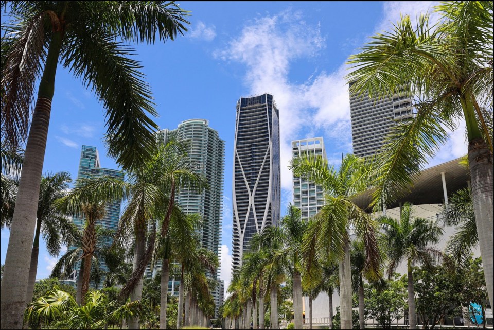 a row of palm trees in front of tall buildings