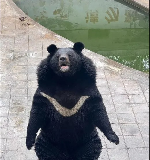 a large black bear is sitting on a tiled floor