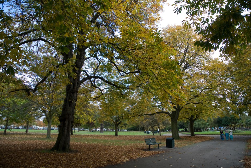 a park with lots of trees and leaves on the ground