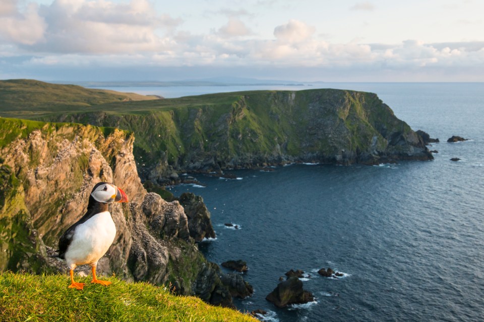 a puffin stands on a cliff overlooking the ocean