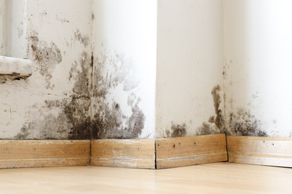 a corner of a room with black mold on the wall