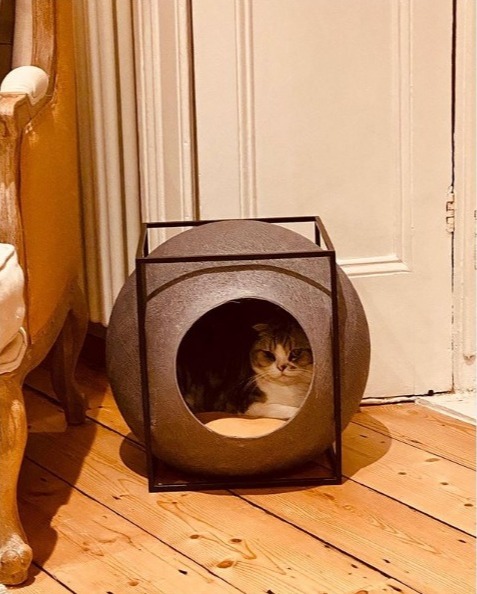a taylor swift post with a cat in a cat house