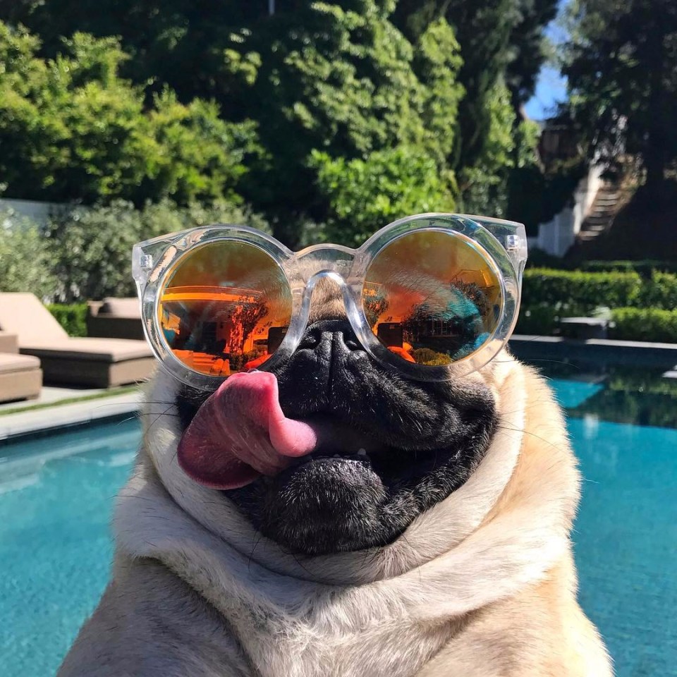a pug wearing sunglasses is sticking its tongue out