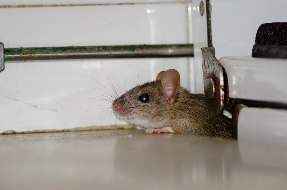 a mouse is sitting on a counter and looking at the camera