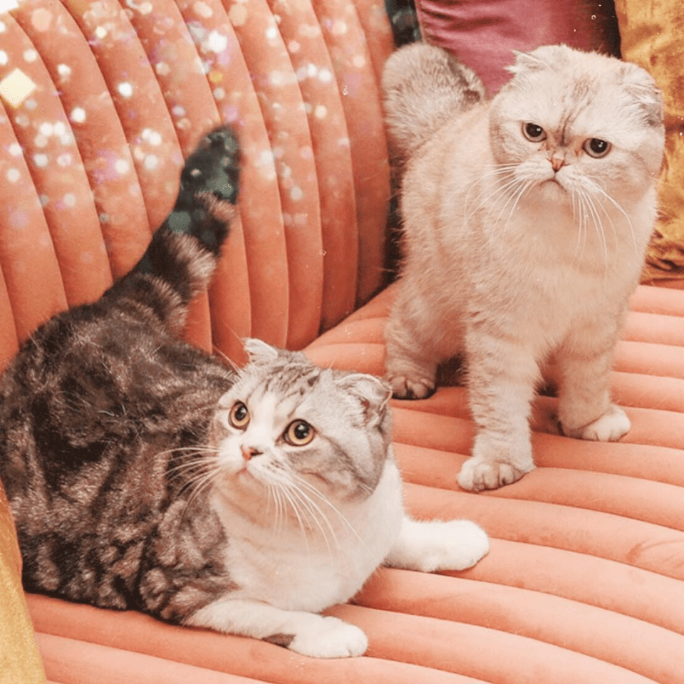 two cats laying on a pink couch looking at the camera