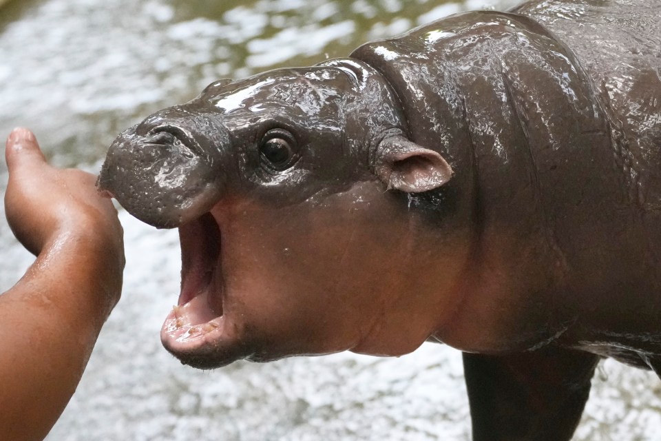 a baby hippopotamus is being touched by a person 's hand