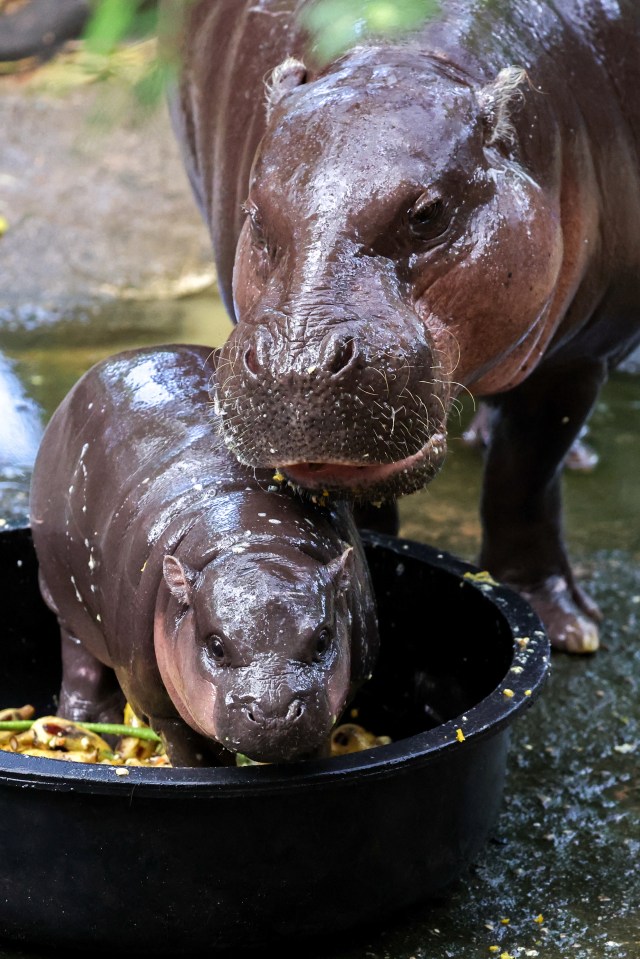 two hippos are standing next to each other in the water