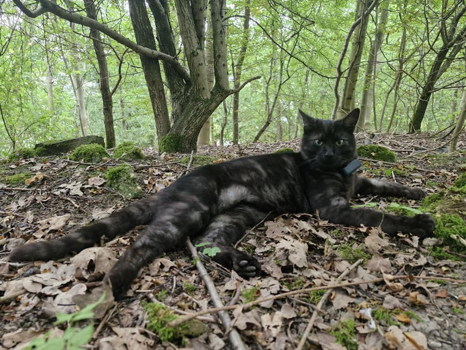 a black cat is laying on the ground in the woods