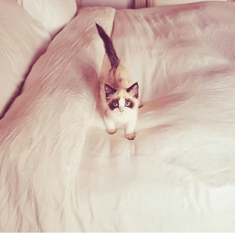 a cat with blue eyes is standing on a bed