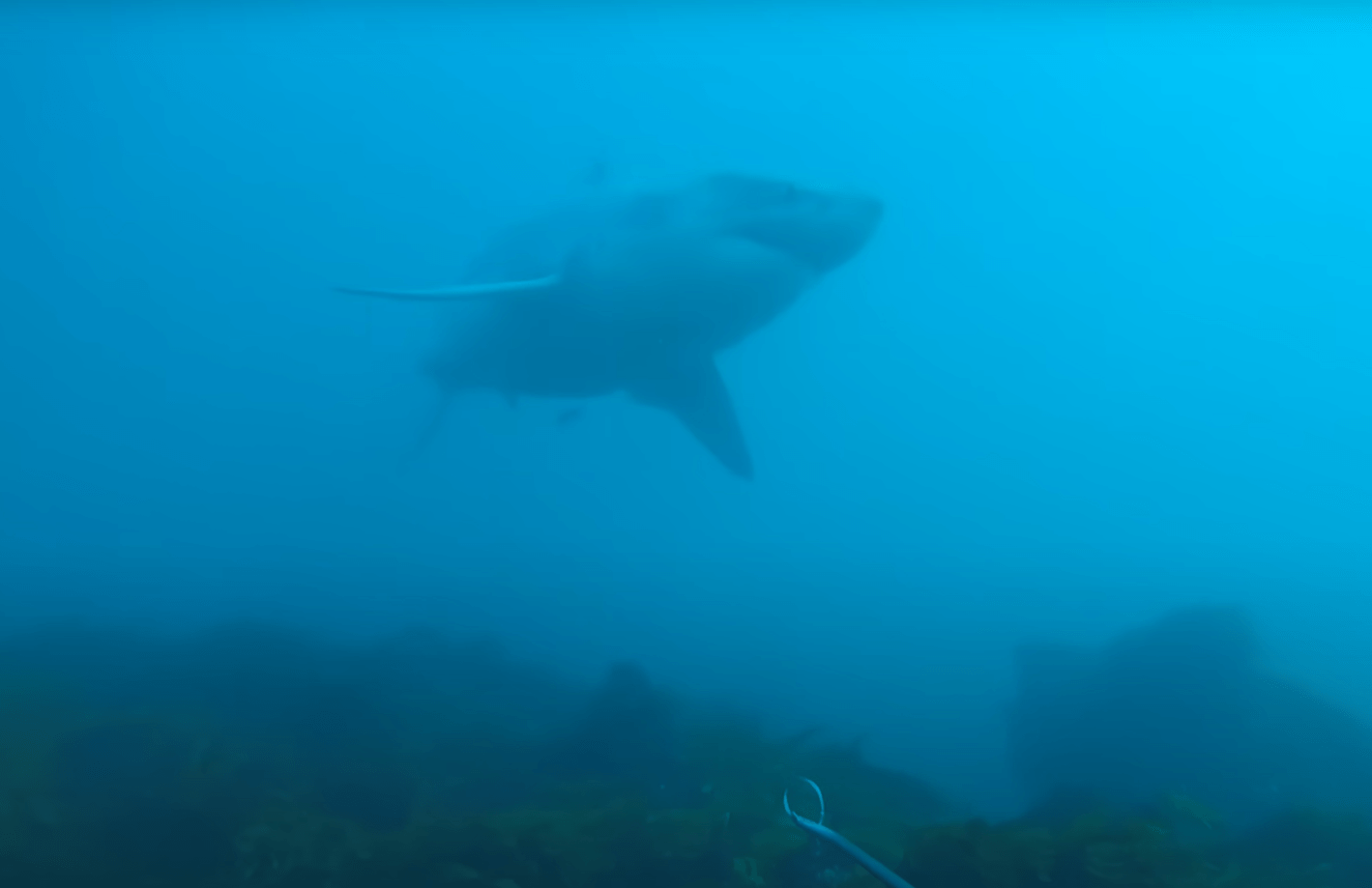a shark is swimming in the ocean near a coral reef