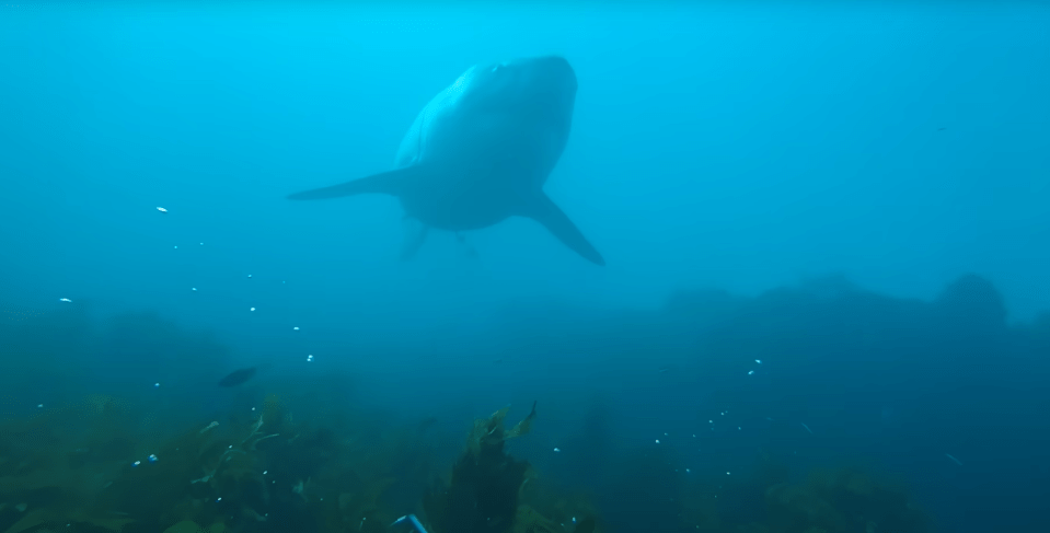 a shark is swimming in the ocean near some seaweed