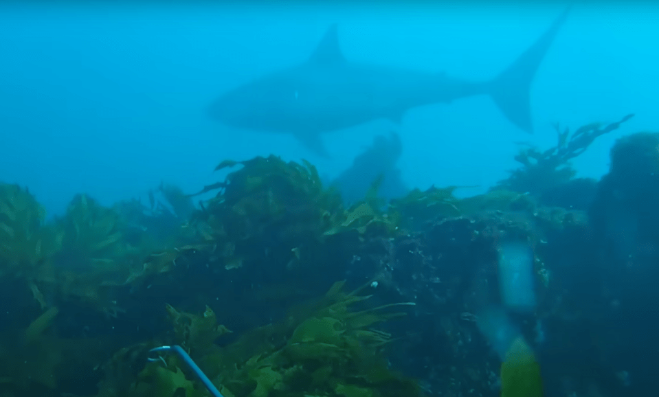 a shark is swimming in the ocean near some seaweed