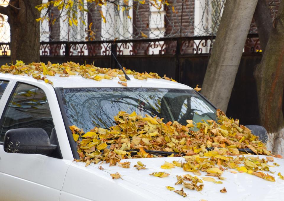 a white car with leaves on the windshield and roof