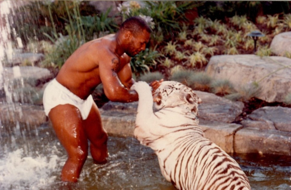 Mandatory Credit: Photo by Reno Mauro Nicastro/REX/Shutterstock (10902493d) Mike Tyson Mike Tyson playing with his tiger, Las Vegas, California, USA - 1996