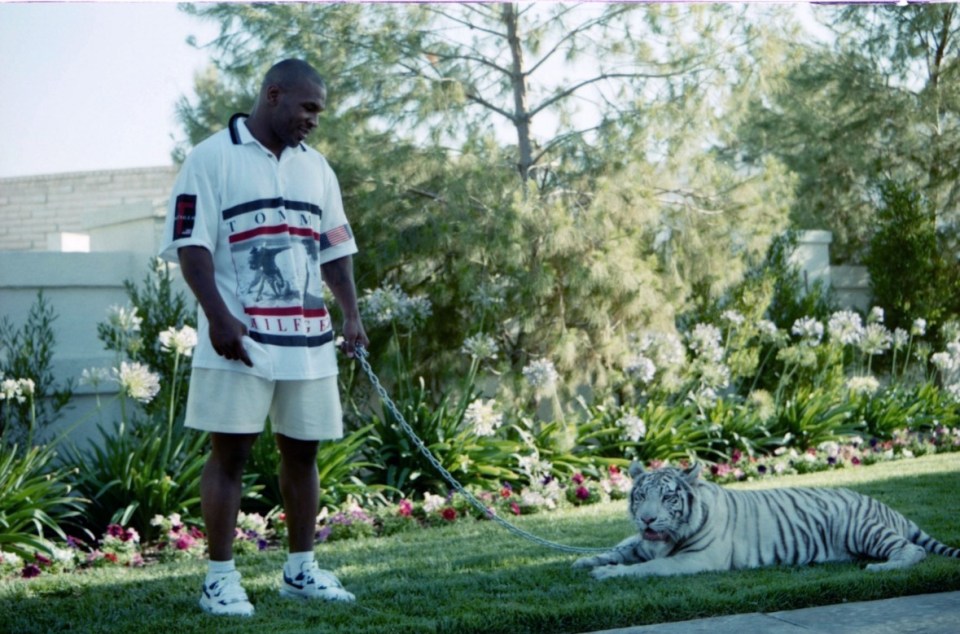 LAS VEGAS - CIRCA 1989: Mike Tyson poses with his white tiger during an interview at his home.<br />
 (Photo by: The Ring Magazine via Getty Images)