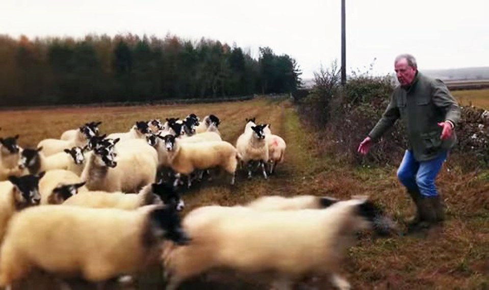 a man is standing next to a herd of sheep in a field .