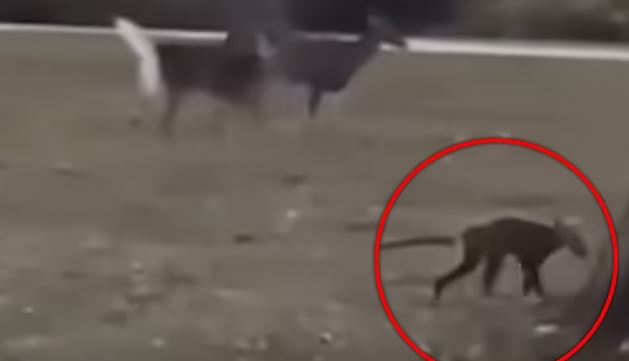 a monkey is walking in a field next to a deer .