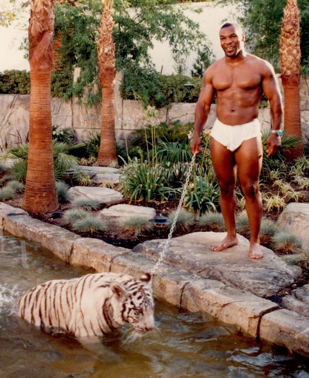 Mandatory Credit: Photo by Reno Mauro Nicastro/REX/Shutterstock (10902493k) Mike Tyson Mike Tyson playing with his tiger, Las Vegas, California, USA - 1996