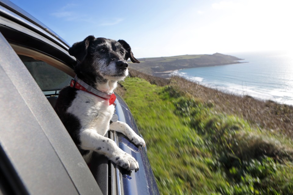 Nine in ten owners regularly have their pooch in the car with them