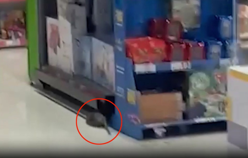 The huge rats were seen running around Asda's branch in Horwich near Bolton, Lancs