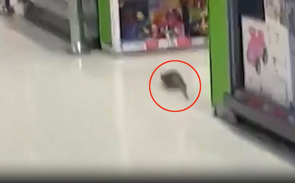 Shocking footage captured the moment rats the size of cats caused mayhem in Asda