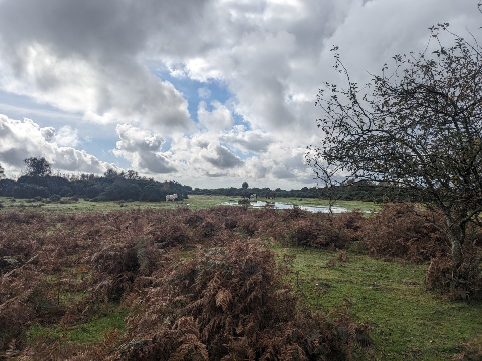 a field of ferns and grass with trees in the background