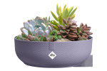 a purple elho bowl filled with succulents on a white background