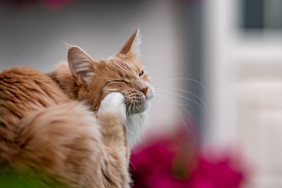 This week a reader wants to know if they can use their dog's flea treatment on their cat