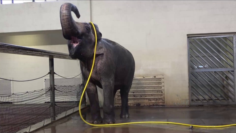 an elephant is playing with a yellow hose