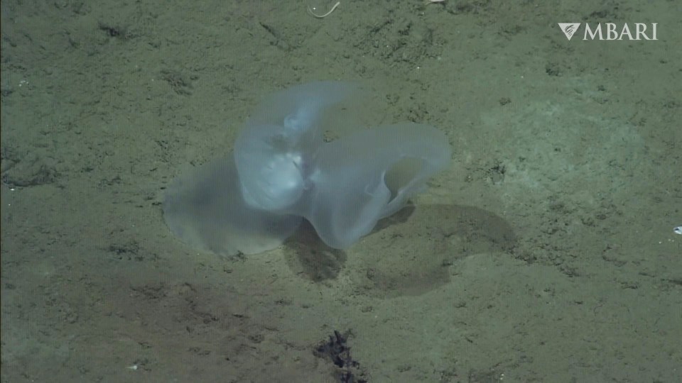 a picture of a jellyfish taken by mbari