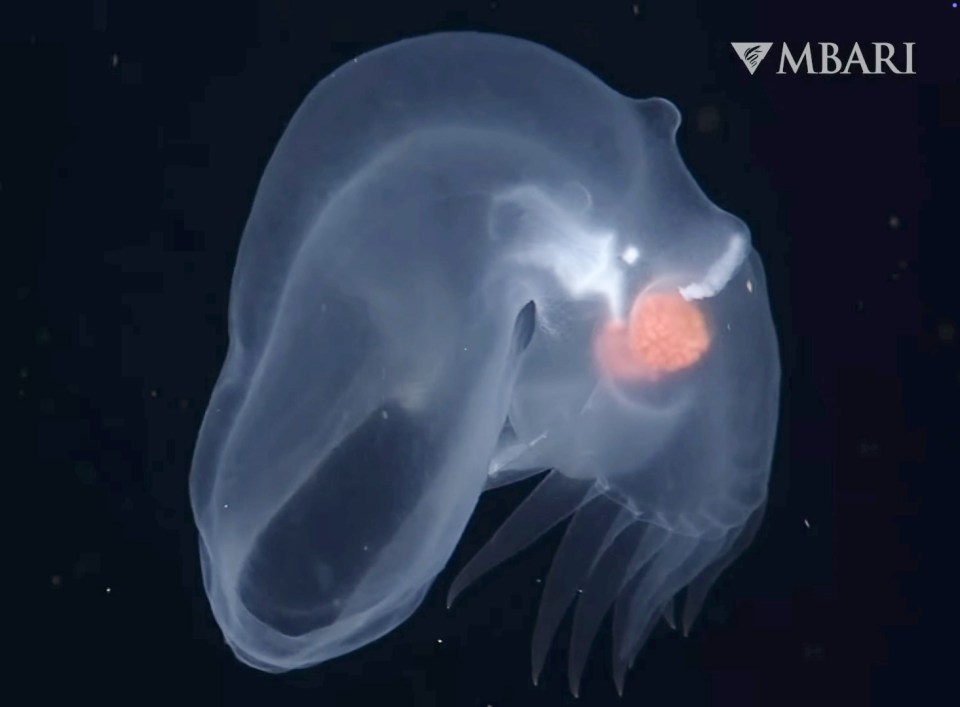 a picture of a jellyfish with a mbari logo behind it
