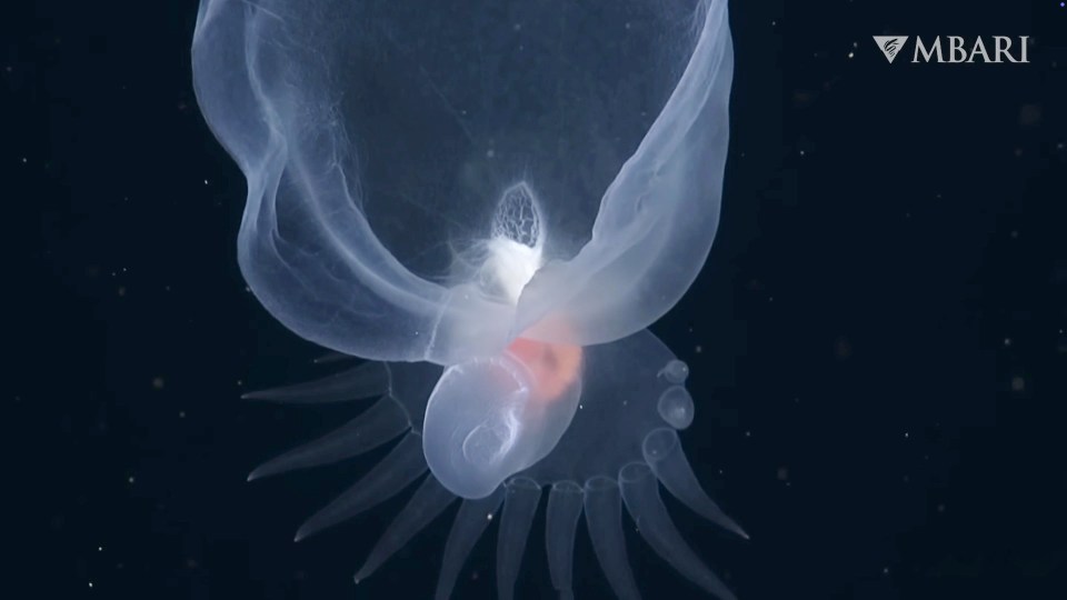 a picture of a jellyfish with the word mbari on the bottom