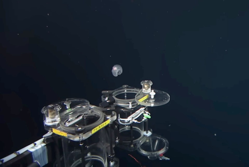 a jellyfish is floating in the dark near a device that has a yellow sticker on it that says " no diving "