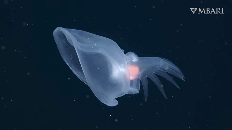 a squid is swimming in the dark with a mbari logo behind it