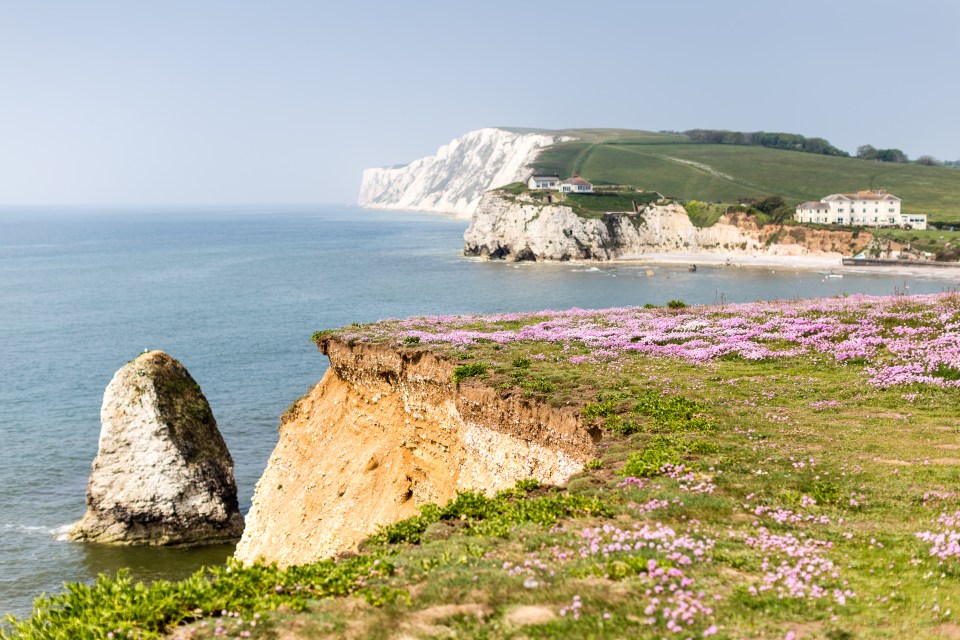 a cliff overlooking the ocean with purple flowers in the foreground