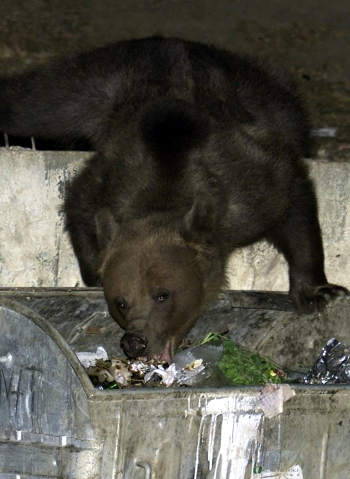 A bear scavenging for food in a garbage bin.