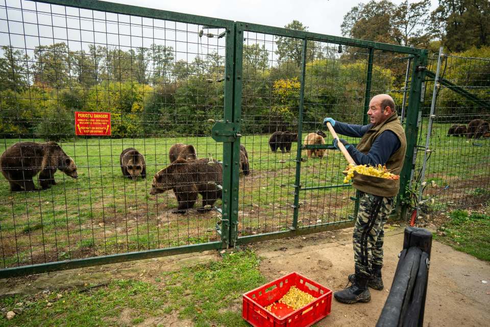 A sanctuary worker feeds grapes to brown bears through a fence.